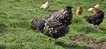 Wyandotte Silver Laced