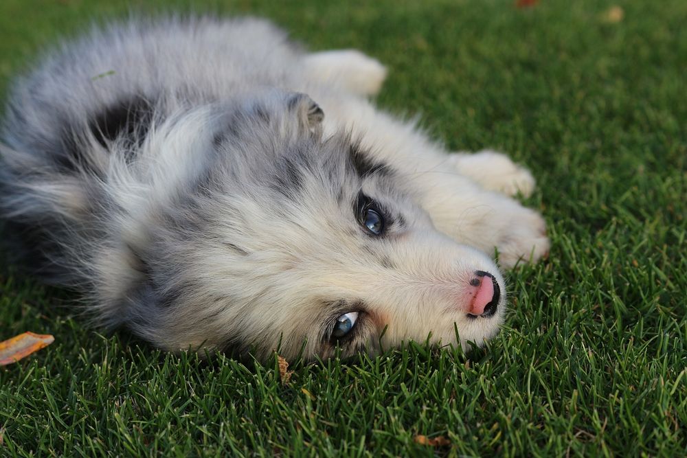 Przepiękna niebieskooka dziewczynka Border Collie  Blue Merle ZKwP FCI