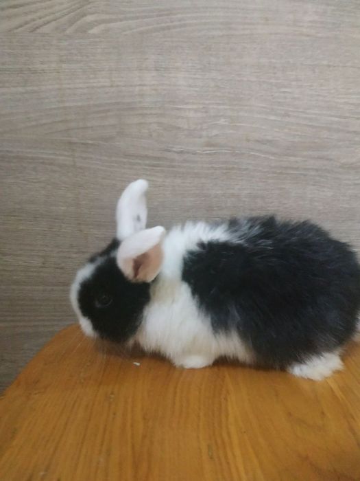 Кролик міні Лоп , міні кролик, карликовий кролик