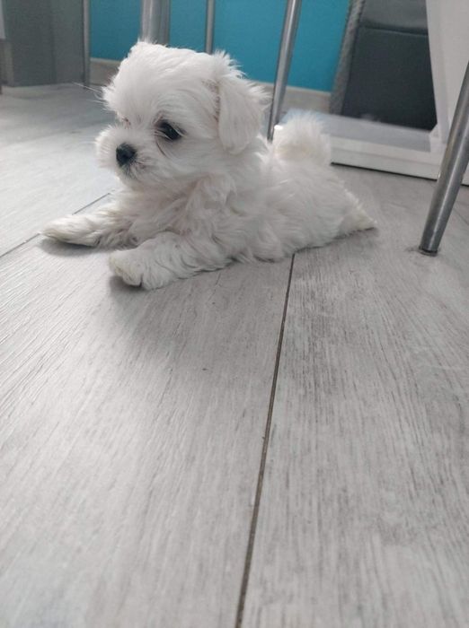 Sprzedam maltanczyka ko