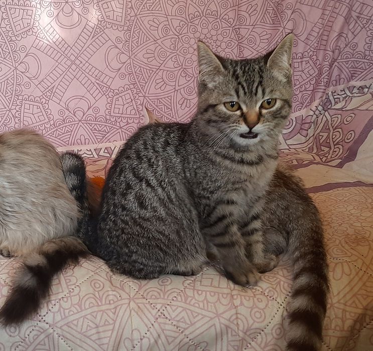 Мутоновые Британские котики табби.