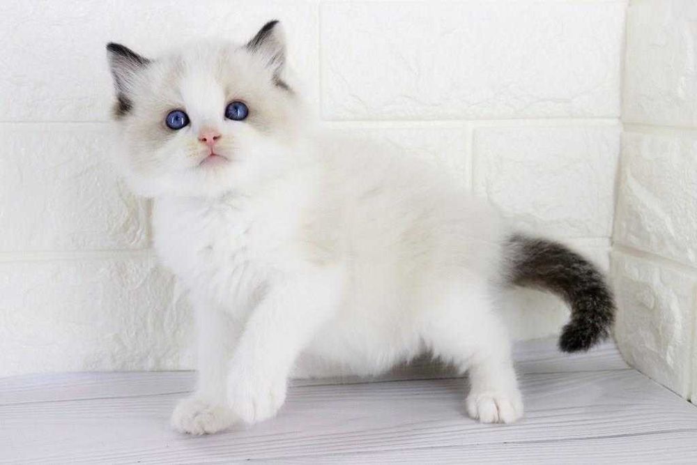 Малыш красавчик с голубыми глазками-регдолл