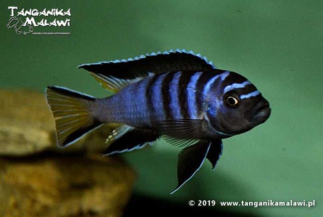 Chindongo sp. “elongatus mphanga” TanganikaMalawi Darmowa Dostawa