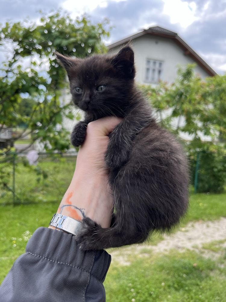 Віддамо кошенят у добрі руки