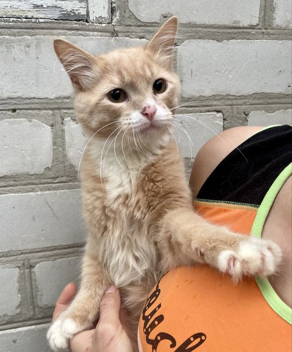 Кот котенок подросток рыжий персиковый с белым