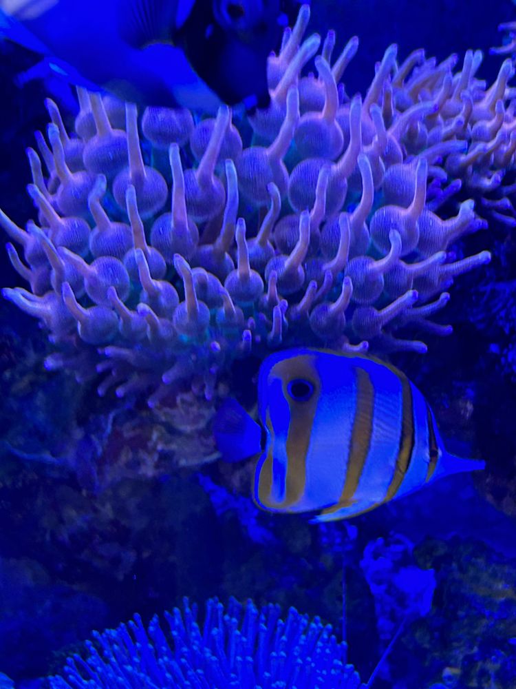 Vendo varias anemonas