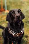 Labrador do adopcji, Shadow szuka domu. Przeczytaj ogłoszenie!