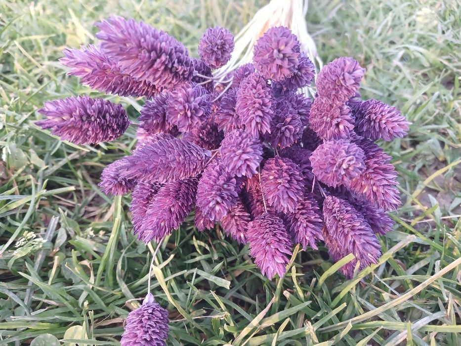 Сухоцвіт фалярис натуральний або фарбований