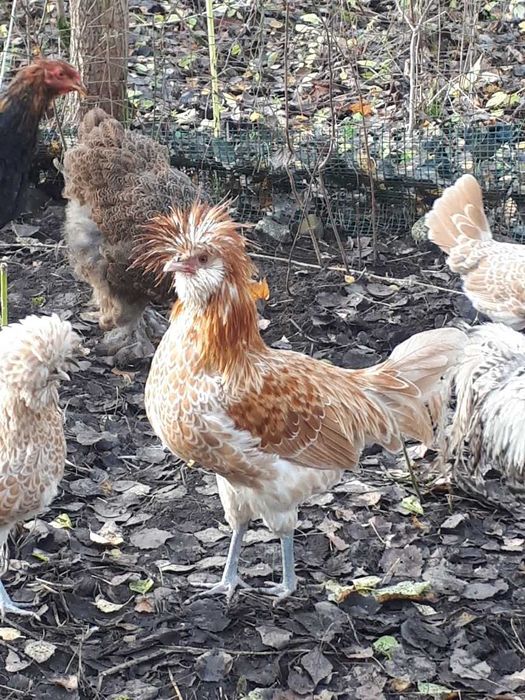 Koguty: fawerola łososiowa, czubatka wielbłądzia