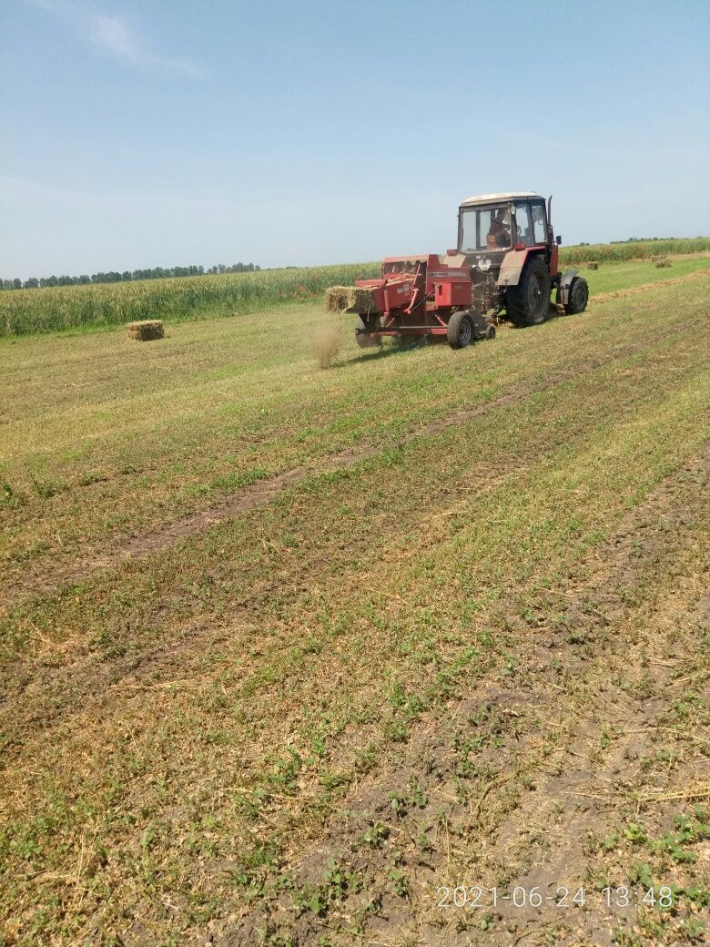 Сіно люцерни в тюках