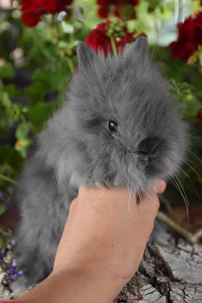 Króliki Karzełki Teddy Lewki Mini Miniaturki