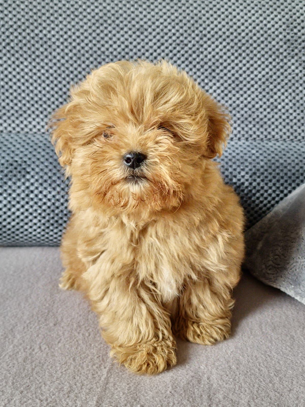 Piekny Piesek Maltipoo