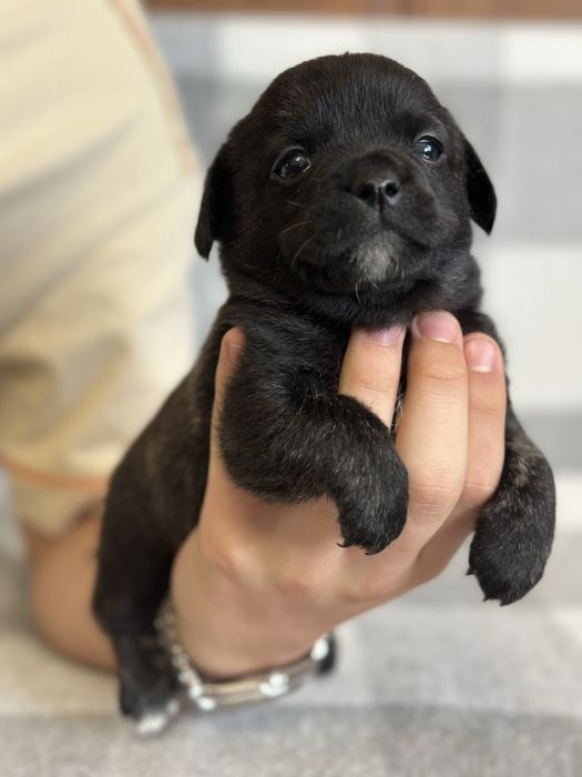 Віддаємо щенят у добрі руки, мама французький бульдог