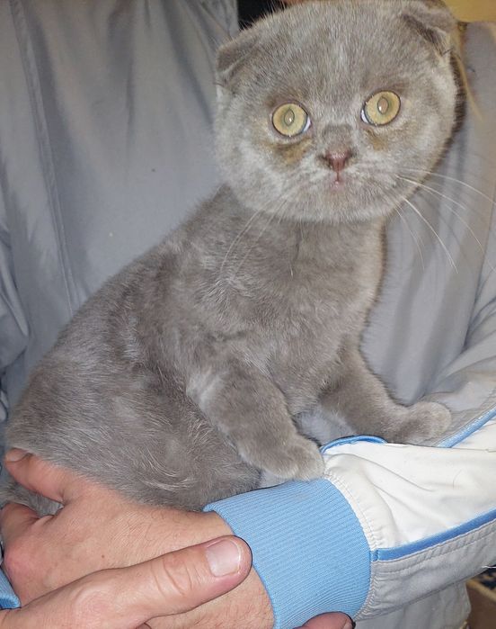 Шотландский вислоухий котёнок