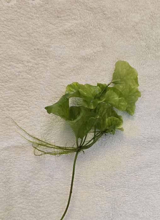 Lotos Zielony sadzonki