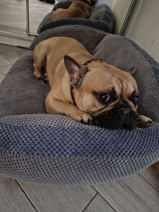 Вязка французький бульдог