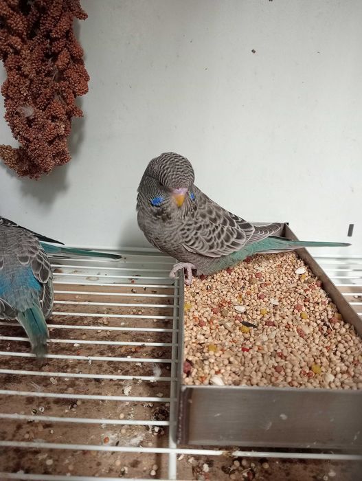 Piriquitos Black face 2025