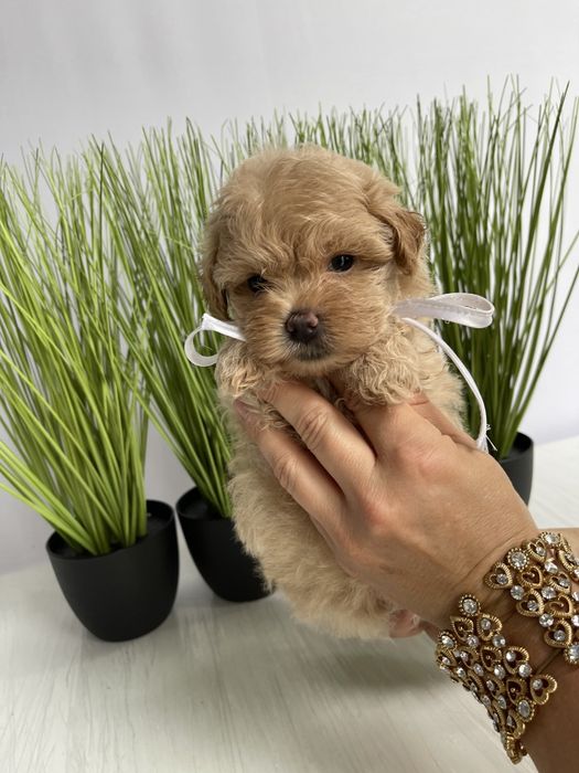 VIP Мальтипу F1 — Пухнасті дівчатка та хлопчик хочуть до вас