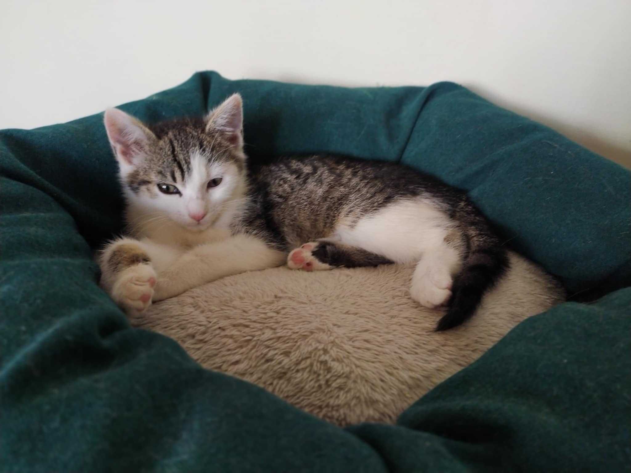 malutka Molly pilnie szuka domku