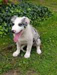 Border Collie piękny szczeniak