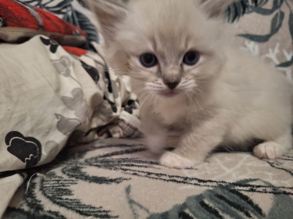 Ragdoll- chłopczyk blue point mitted lynx