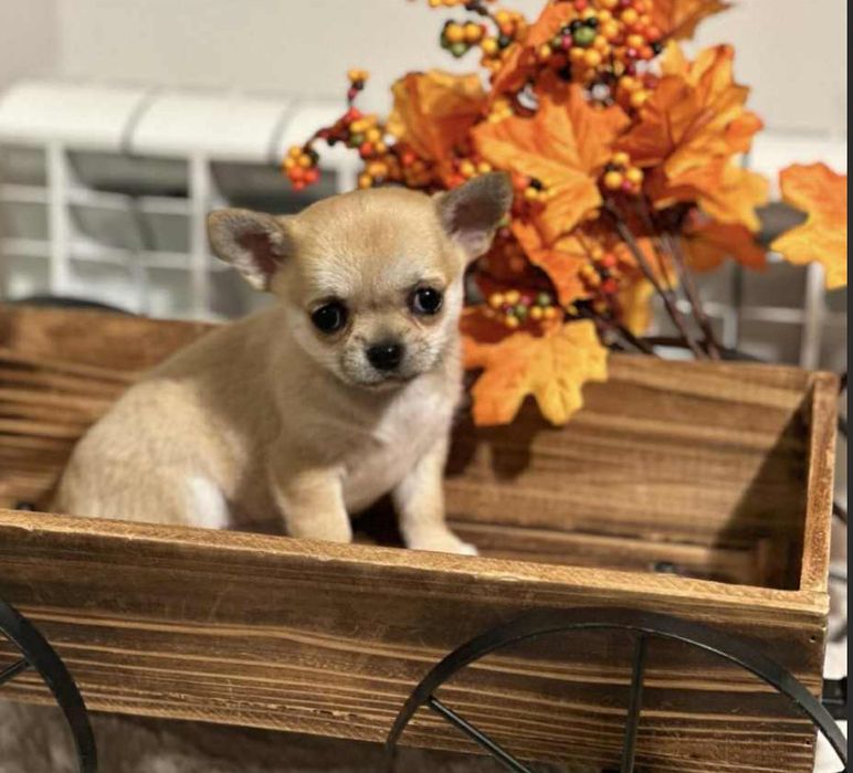 Chihuahua -z rodowodem