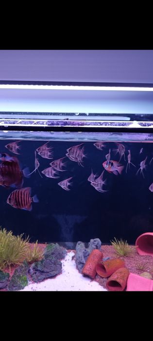 Pterophyllum Manacapuru RedBack *LOWGRADE*