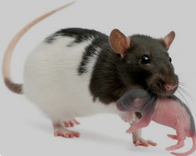 Ручні щурики. Різні породи.