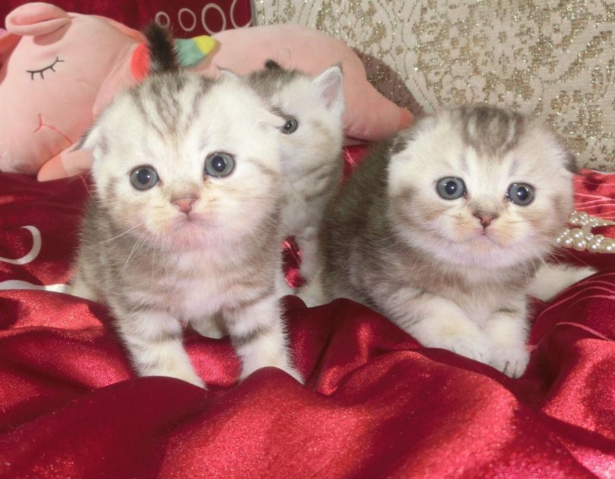 Чудові шотландські кошенята