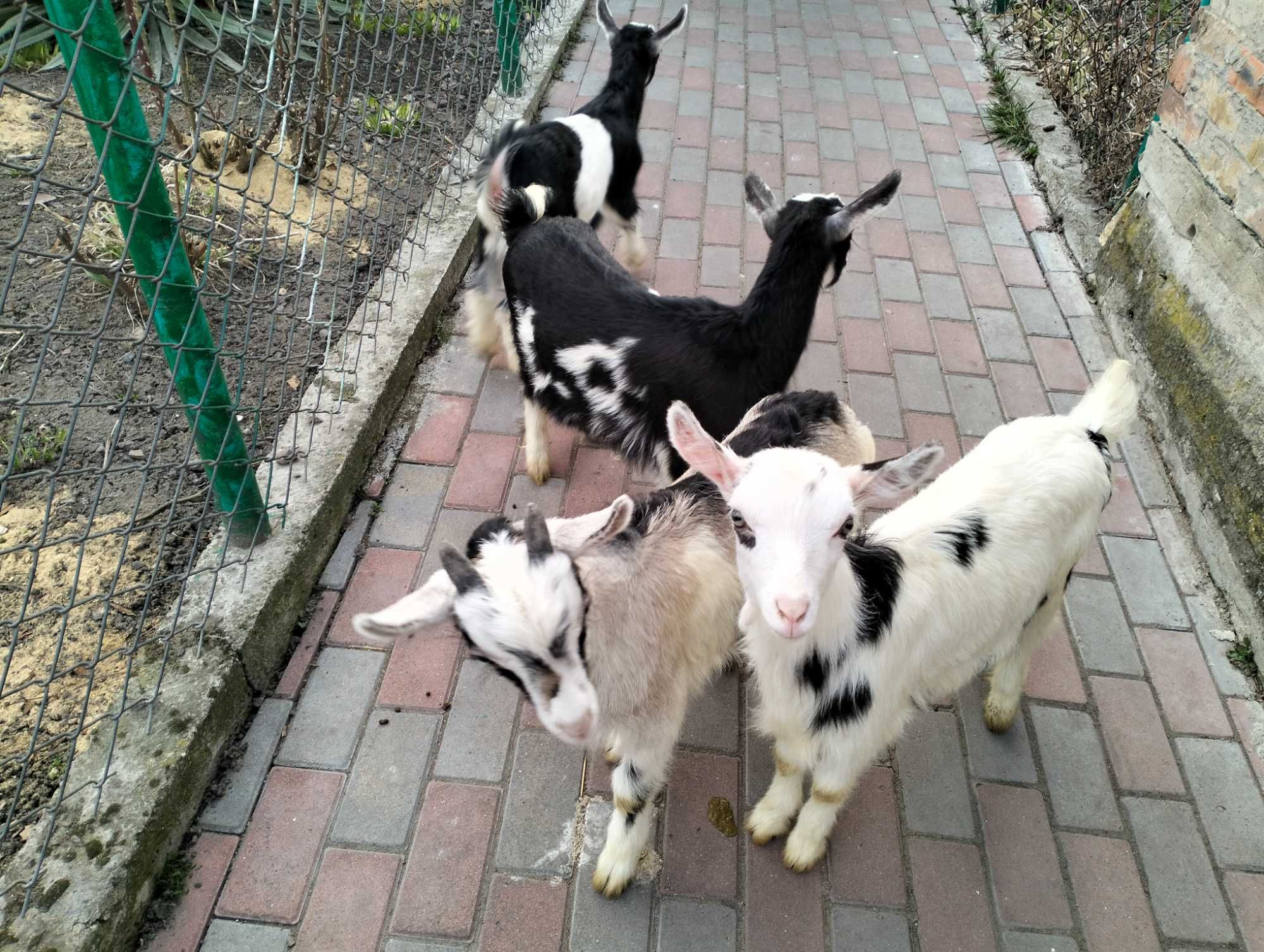 Продаємо козенят