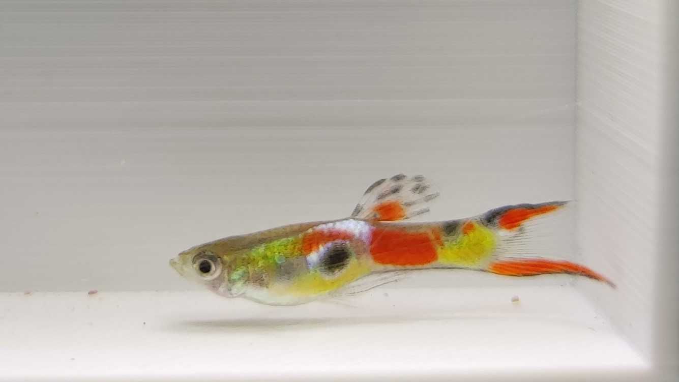 Guppy Endler (macho e fêmea)