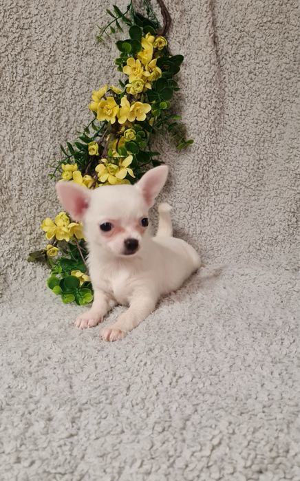 Estupenda minimini menina Chihuahua/Chiuaua de Qualidade.LinhagemRussa