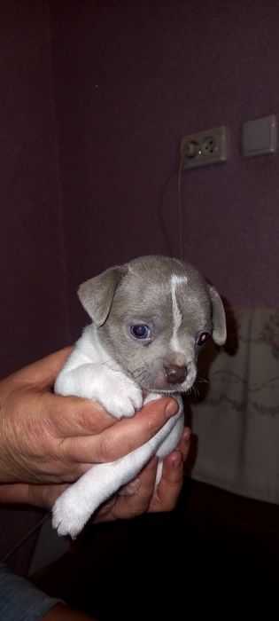 Продаж цуценят щенят чихуахуа