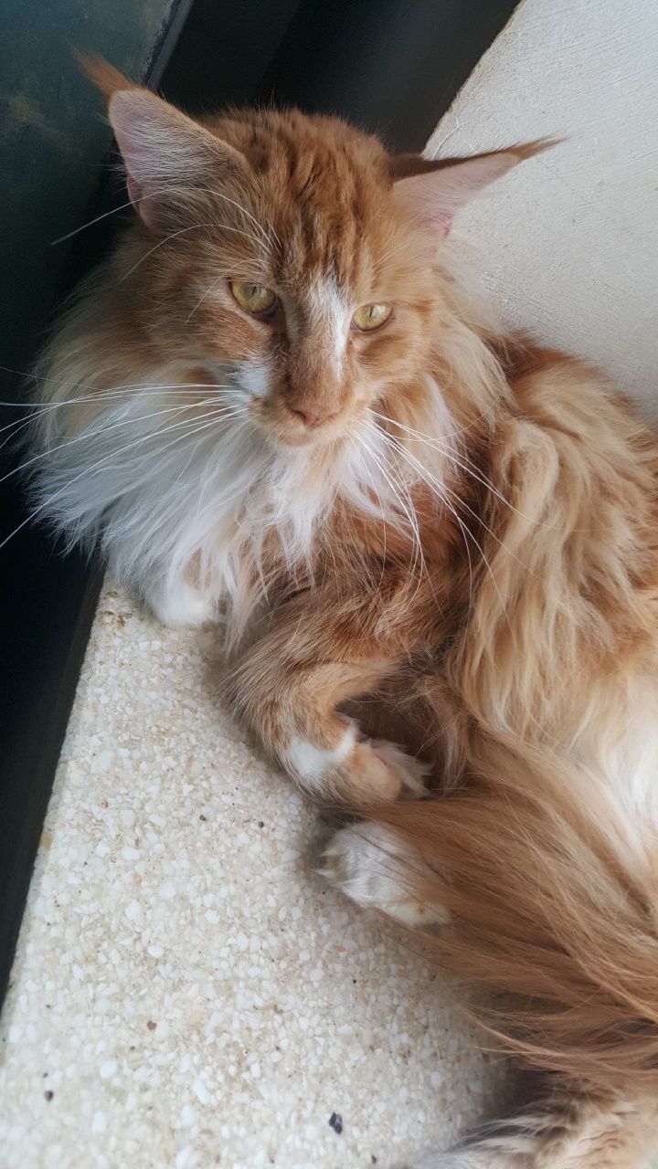 Ruda kotka Maine Coon