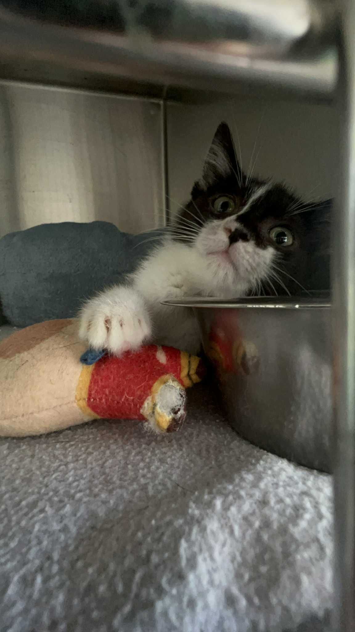 Gatinhos para adoção