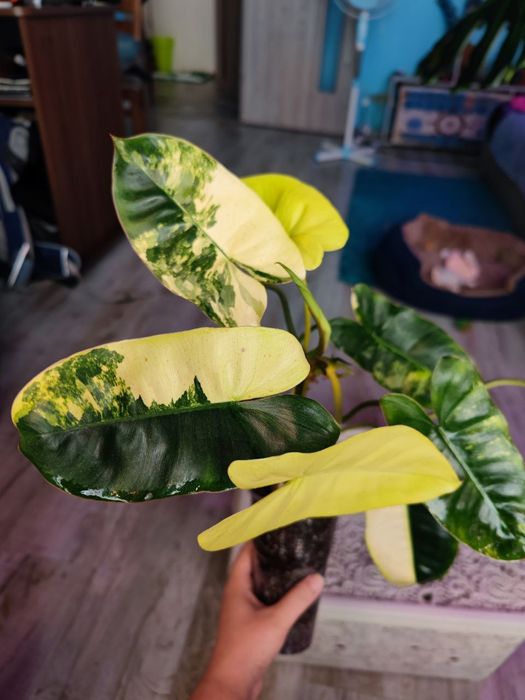 Філодендрон бурле макс варієгатний
Це перший стакан

Великі пишні ку