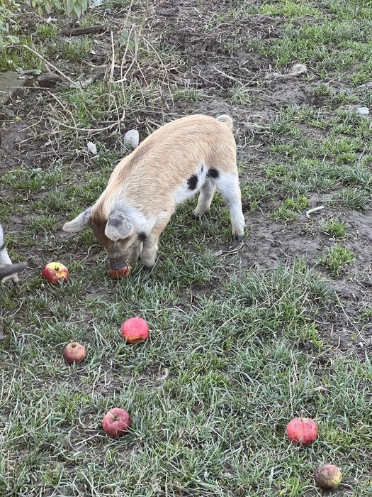 Поросята мангалиці