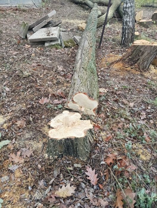 SPRZEDAM Drzewo - Akacja