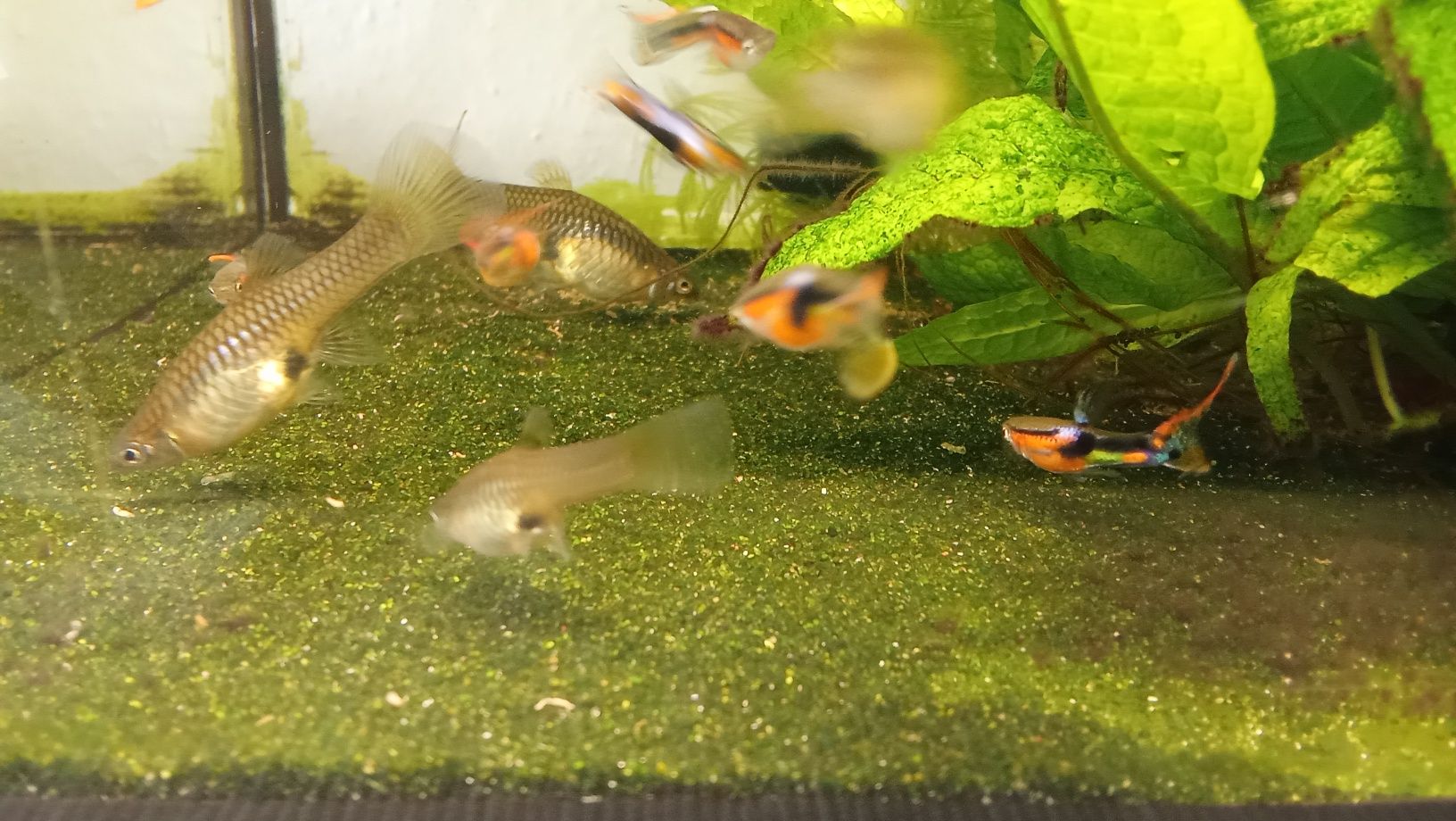 Gupiki endlera , multicolor