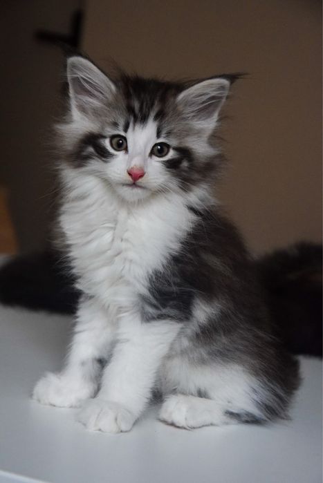 Kocur Norweski Leśny