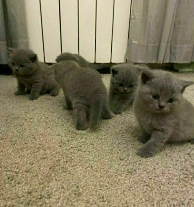 Прямоухие котята с документами, для Вас и Ваших близких))