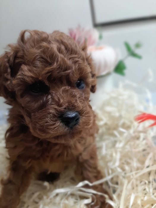 Piesek Pudel Toy Red Brown -badania