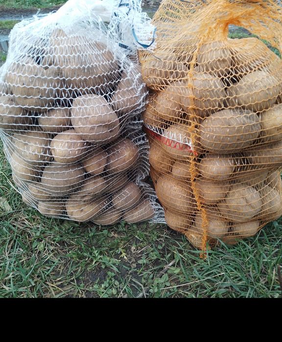 Ziemniaki jadalne Irga, Denar, vienta