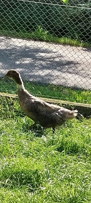 Kaczka 100zł i Kogutki 45zł.szt