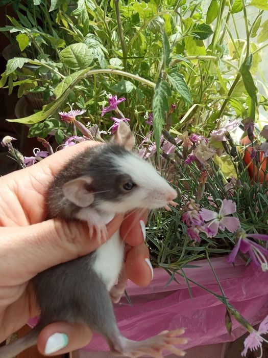 крыса маленькая ручная разные окрасы  крыска крысули