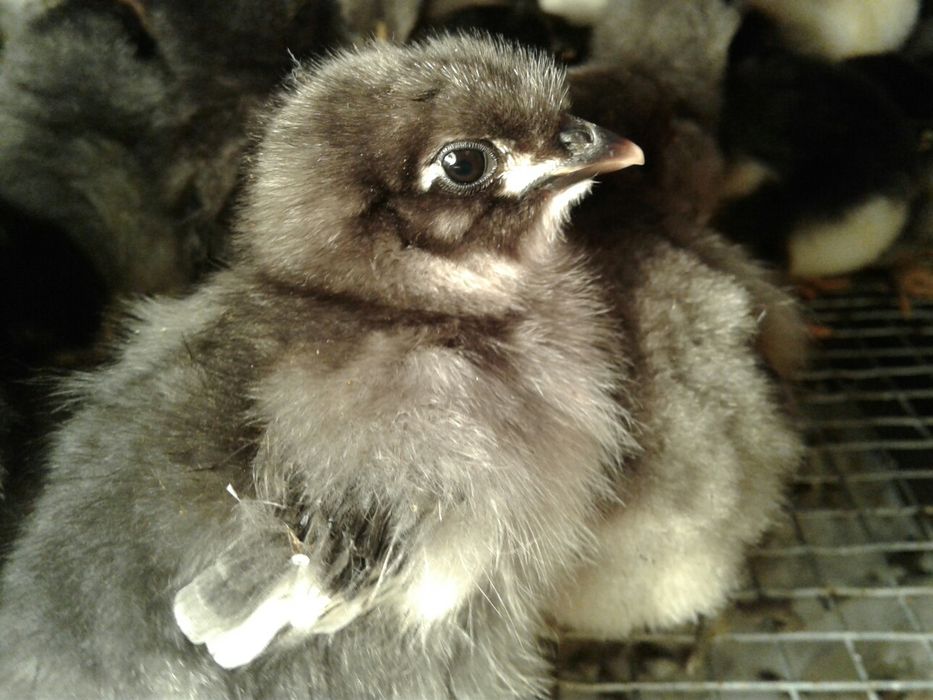 Курчата домашні м'ясо яєчна порода Джерси  вивод 05.02.23