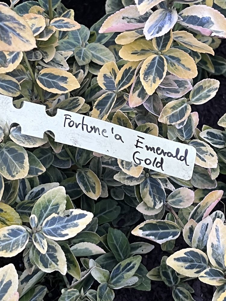 Trzmielina Fortune Emerald Gold 30 cm, sadzonka C2 1szt.
