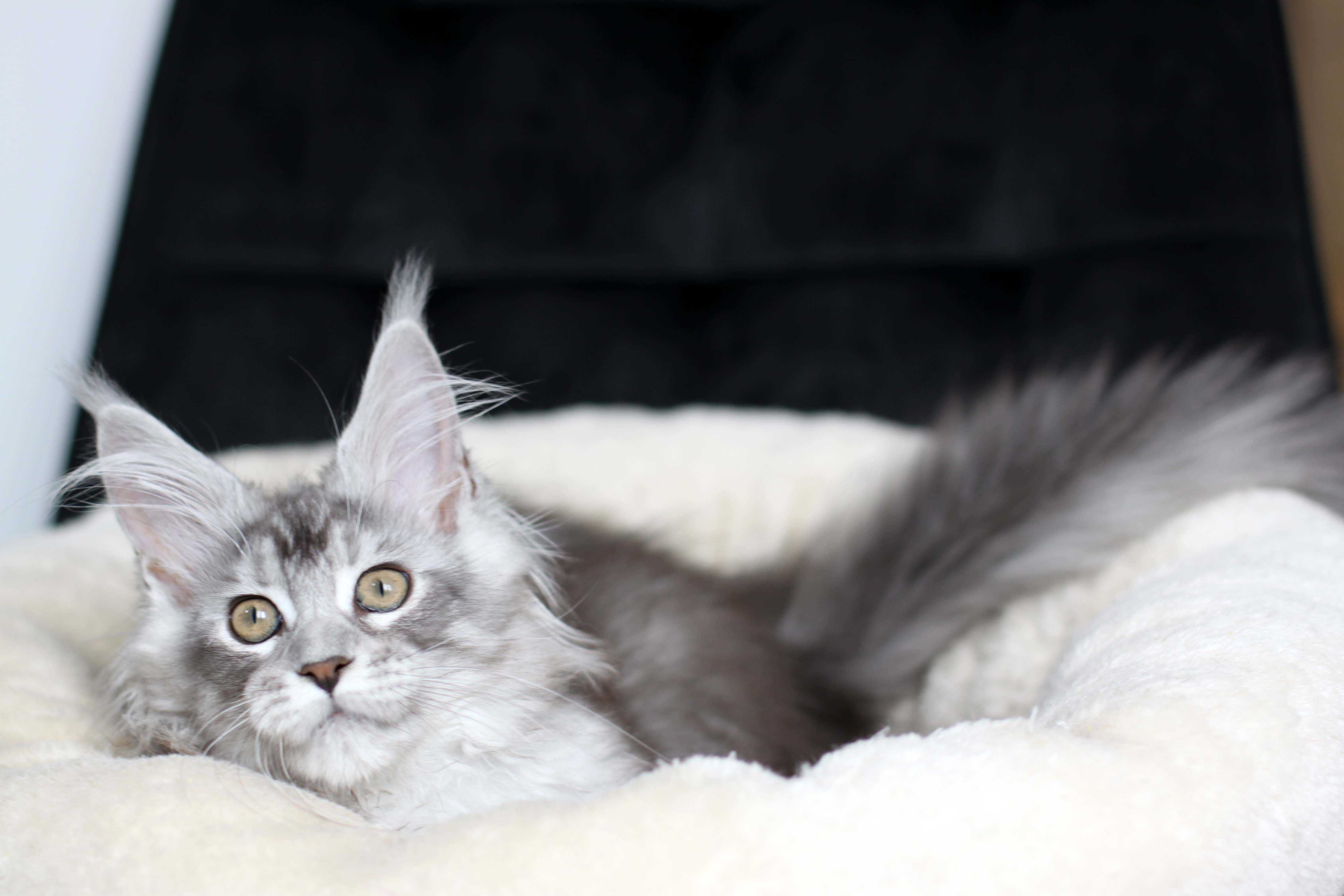 Srebrzysta koteczka Maine coon