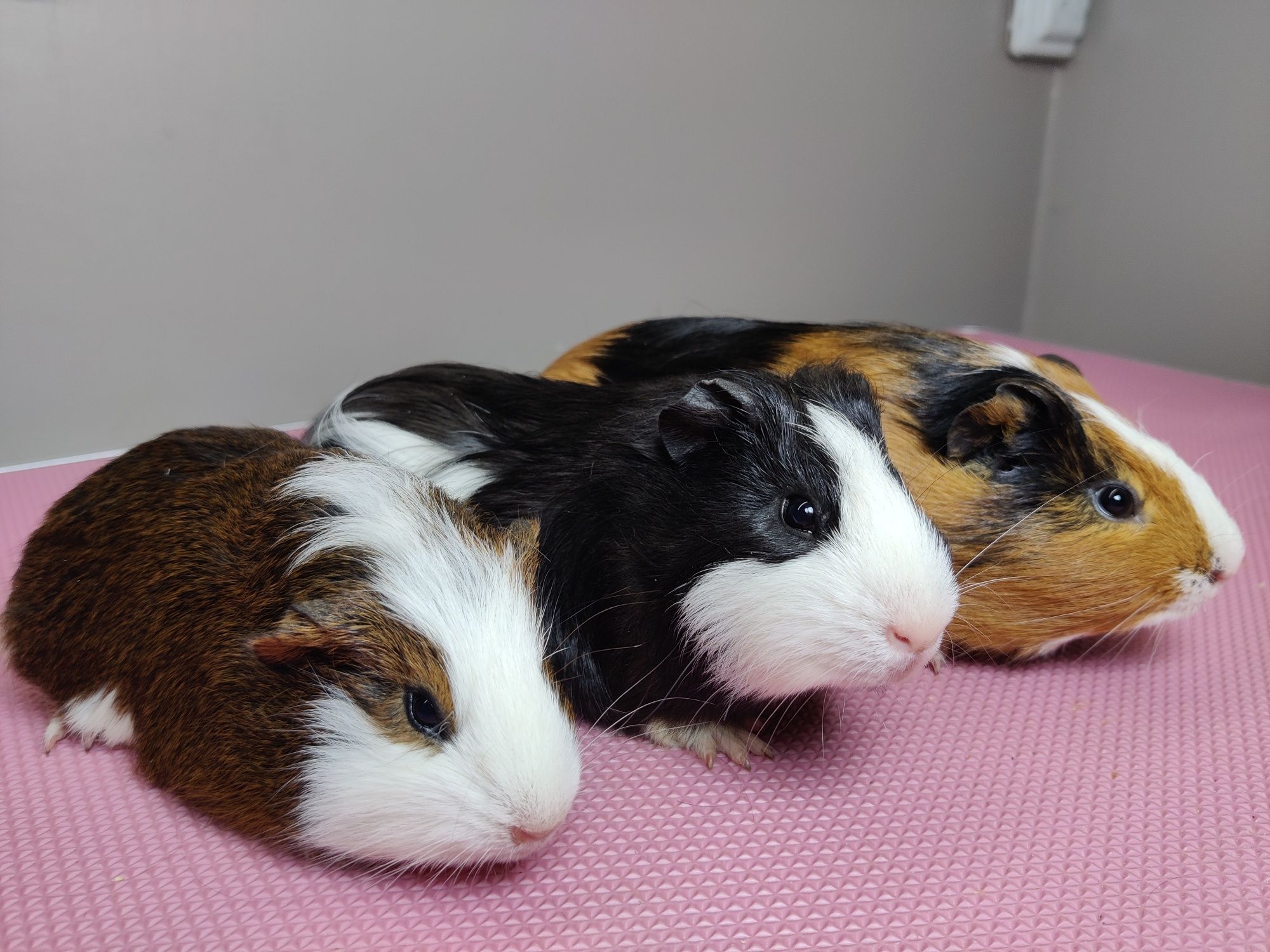 Świnki morskie  sklep zoologiczny Julianowska 7b Łódź