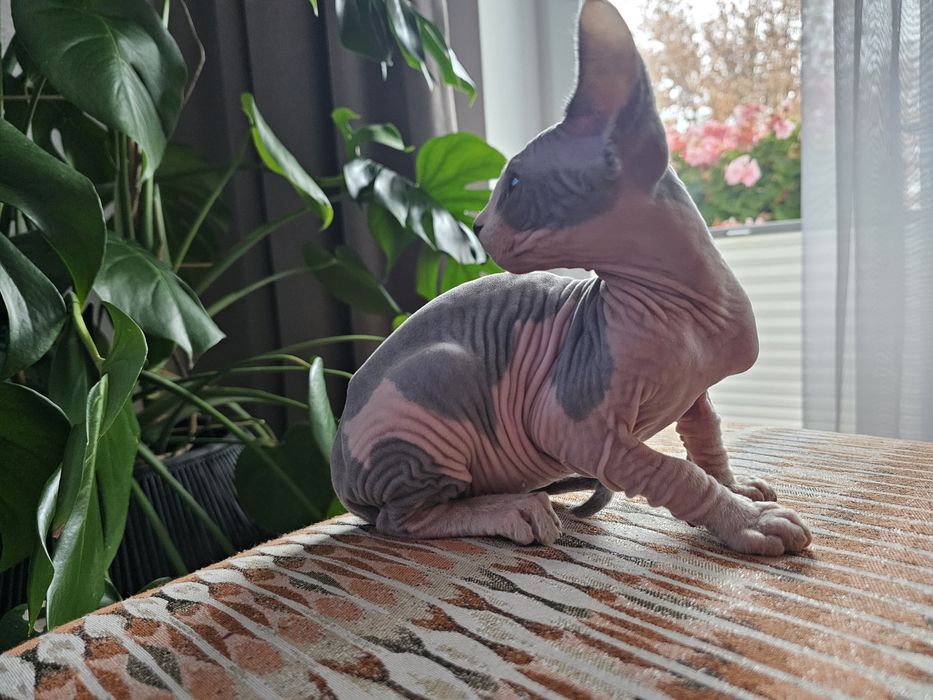 Kocur sfinks kanadyjski Vascat* Pl